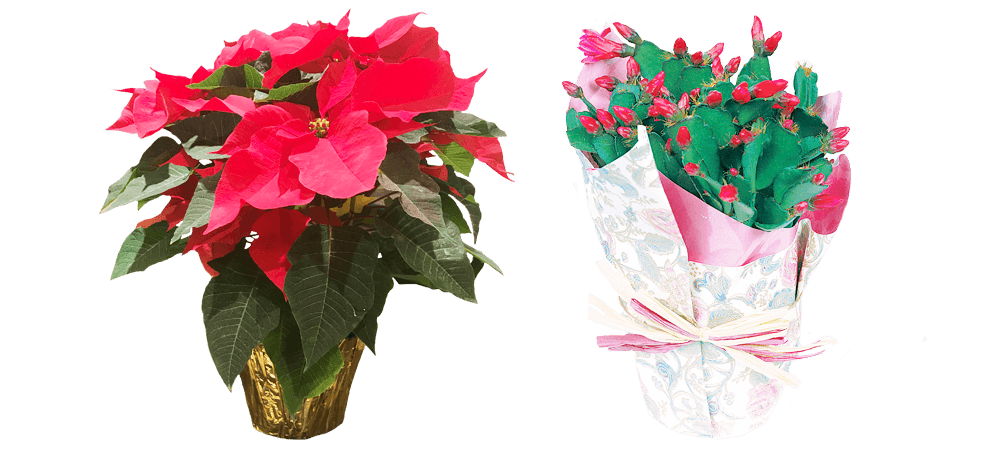 Holiday flower arrangements