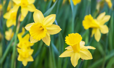 Fresh cut spring daffodils