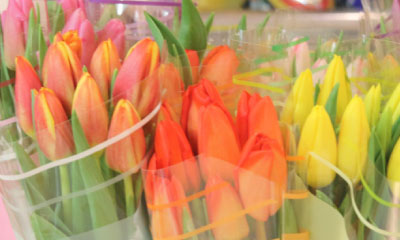Easter Tulips