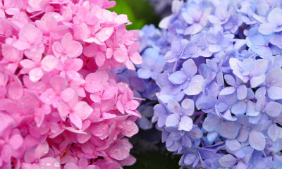 Pink Blue Hydrangeas