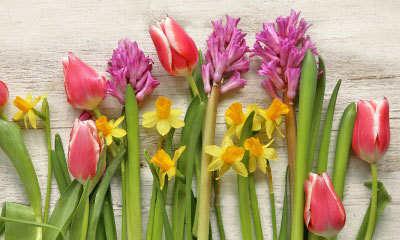 Tulip Daffodil Hyacinth