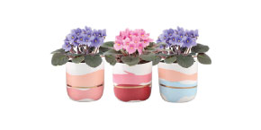 african violets in ceramic pots