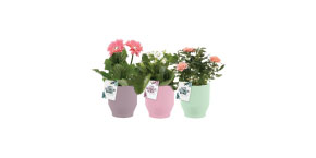 ASSORTED blooming plants spring