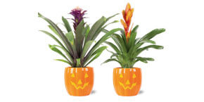 premium bromeliad