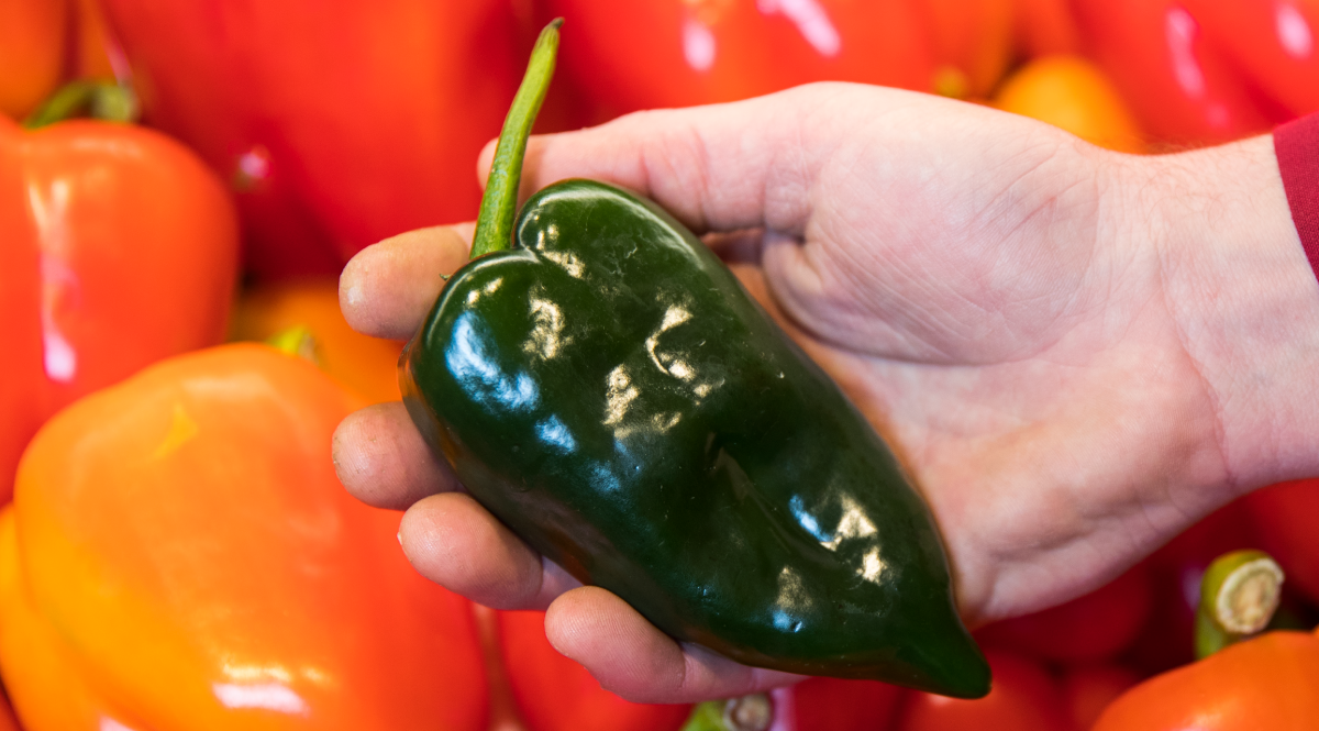 poblano peppers