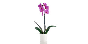 Purple Orchid