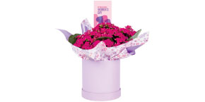 Womens day kalanchoe