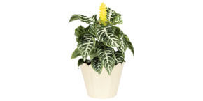 zebra plant