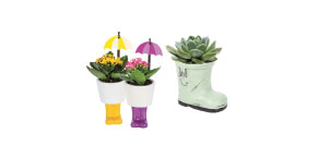 Assorted Mini Succulents or Kalanchoes Rainboots