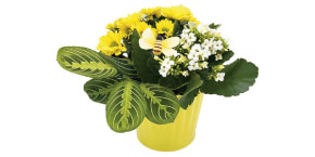 Bee Garden 6 Inch Pot