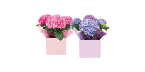 Hydrangeas in Spring Ceramic Cubes