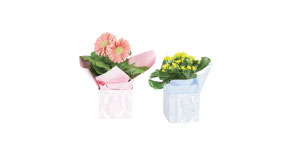 Assorted Blooming Plants in spring boxes