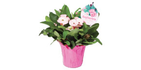 Euphorbia 4 Inch Pot