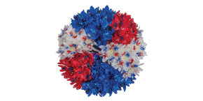 Patriotic Poms