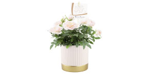 Fragrant Rosaroma White Roses