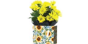 Assorted Blooming Plants Sunflower Gift Box