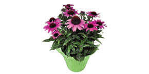 Echinacea