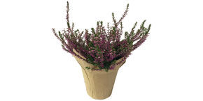 Calluna Heather