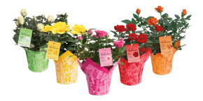 Color Story Mini Roses