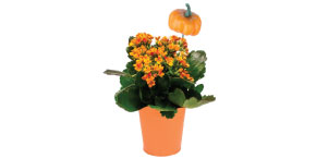 Assorted Blooming Plants in Pumpkin Tin