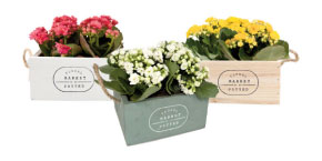 Kalanchoe 5 Inch Wooden Box