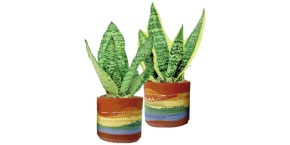 Navajo Sky Sansevieria