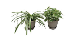 Assorted Foliage Plants 4 Inch
