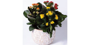 Cinnamon Spice Tri-Color Kalanchoe