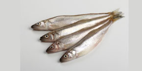 fresh smelts