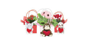 Assorted Blooming Plants valentines day