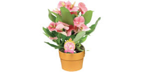 Euphorbia 6 Inch Pot