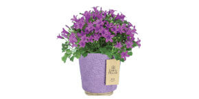 Colorful campanula