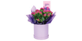 Gift Box Kalanchoe