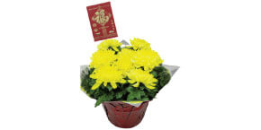Lunar New Year Mums