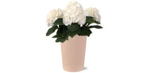 white ice hydrangea