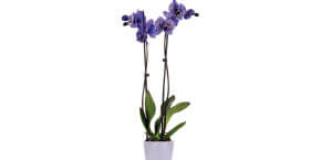 Amethyst Dream Kaleidoscope Orchid