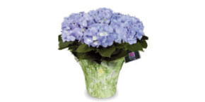 Blue Hydrangeas