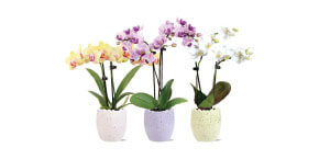 beautiful Orchid