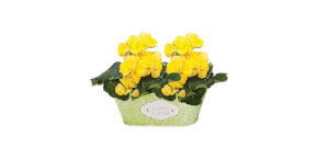 Double Begonia