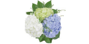 hydrangea bouquet
