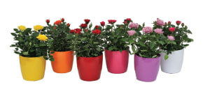 Colorful mini Roses 4 Inch Pot