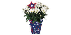 Assorted Blooming Plants Patriotic Pot
