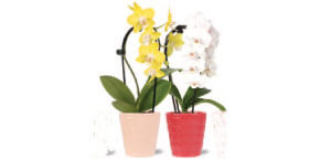 Petite Waterfall Orchids