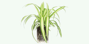 foliage
