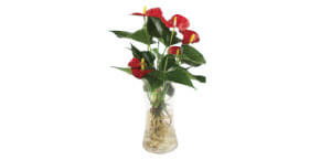 Roots Water Anthurium
