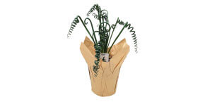 Albuca