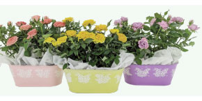Double Rose 8 Inch Butterfly Tim