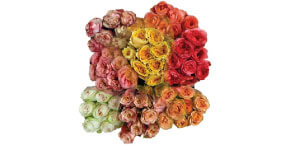 english garden roses