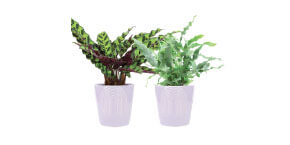 Signature Foliage