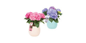 Magical Hydrangea Pot